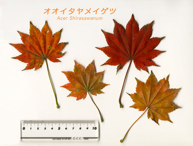 オオイタヤメイゲツ, acer shirasawanum Koidzumi