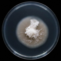 Four new species of Microdochium (Microdochiaceae, Xylariales
