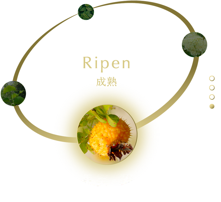 ノエビア505 | 株式会社ノエビア