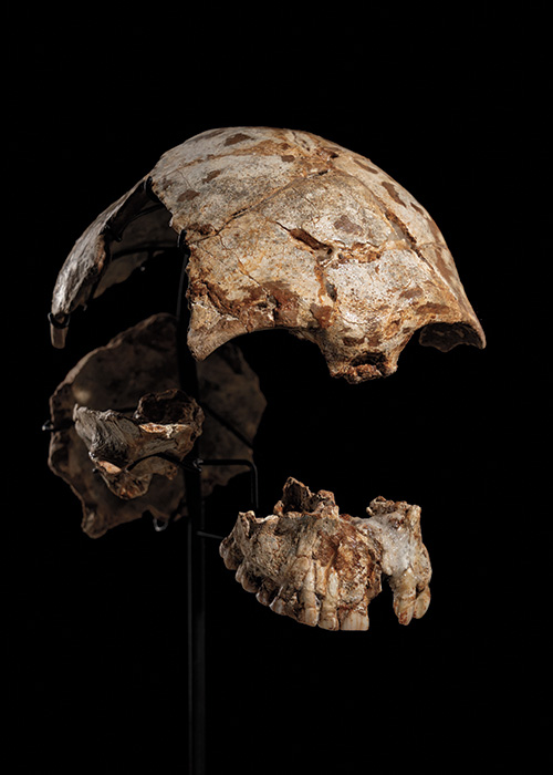 ホモ·ハイデルベルゲンシス頭骨模型 ホモ·ハイデルベルゲンシス頭骨