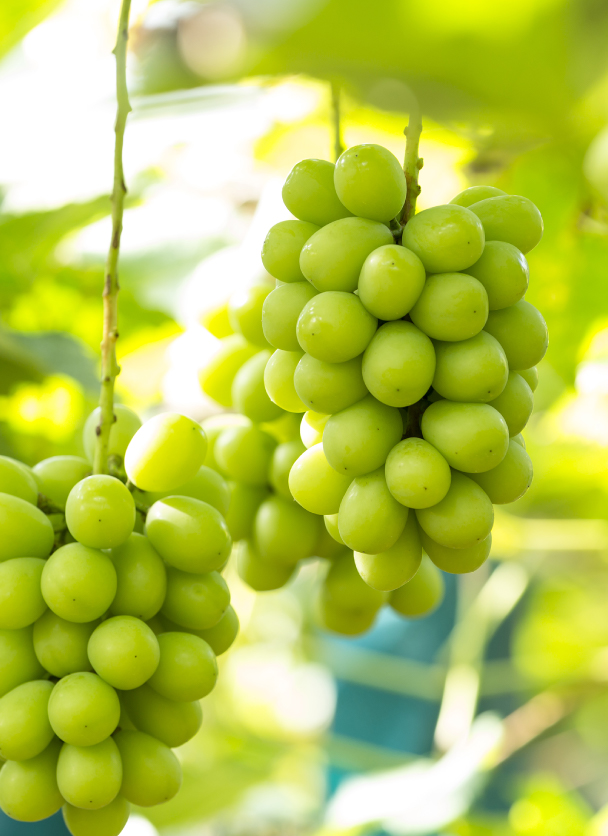 シャインマスカットなど無添加ドライフルーツの通販【月本果樹園】