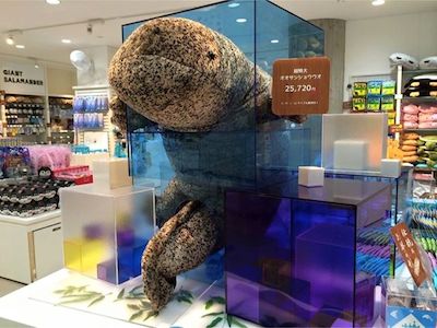 特大「オオサンショウウオぬいぐるみ」が登場 | マイナビニュース