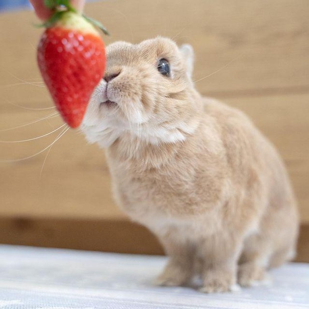 いちごが大人の味ってどういうこと!?」うさぎもいちごを食べる？うさぎ