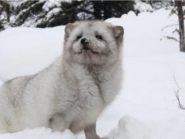 画像1 / 26＞もっふもふでにっこにこ！幸せそうな“笑顔”を見せる