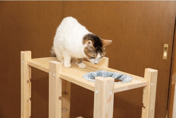 にゃんこが大喜び間違いなし！初心者でも簡単なキャットタワーDIYに