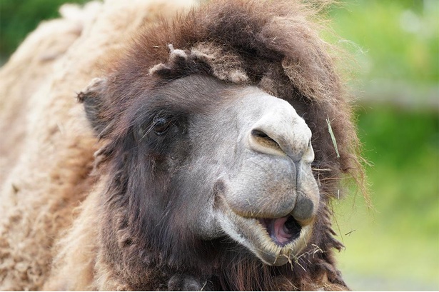 画像14 / 314＞世界三大珍獣・オカピは首の伸びなかったキリン!?神秘的