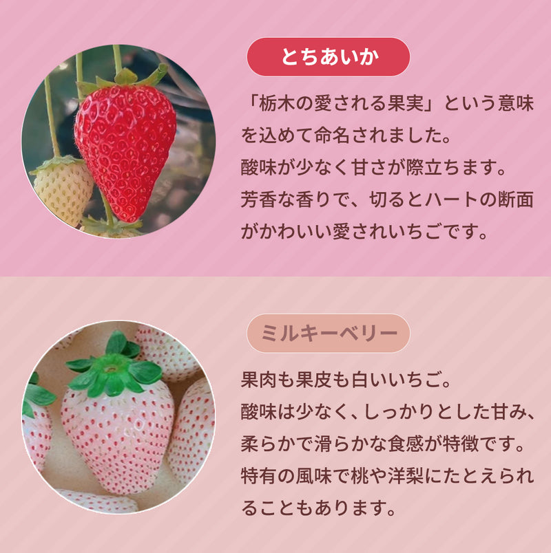 いちご 【山川いちご園】 食べ比べ スカイベリー とちあいか ミルキー