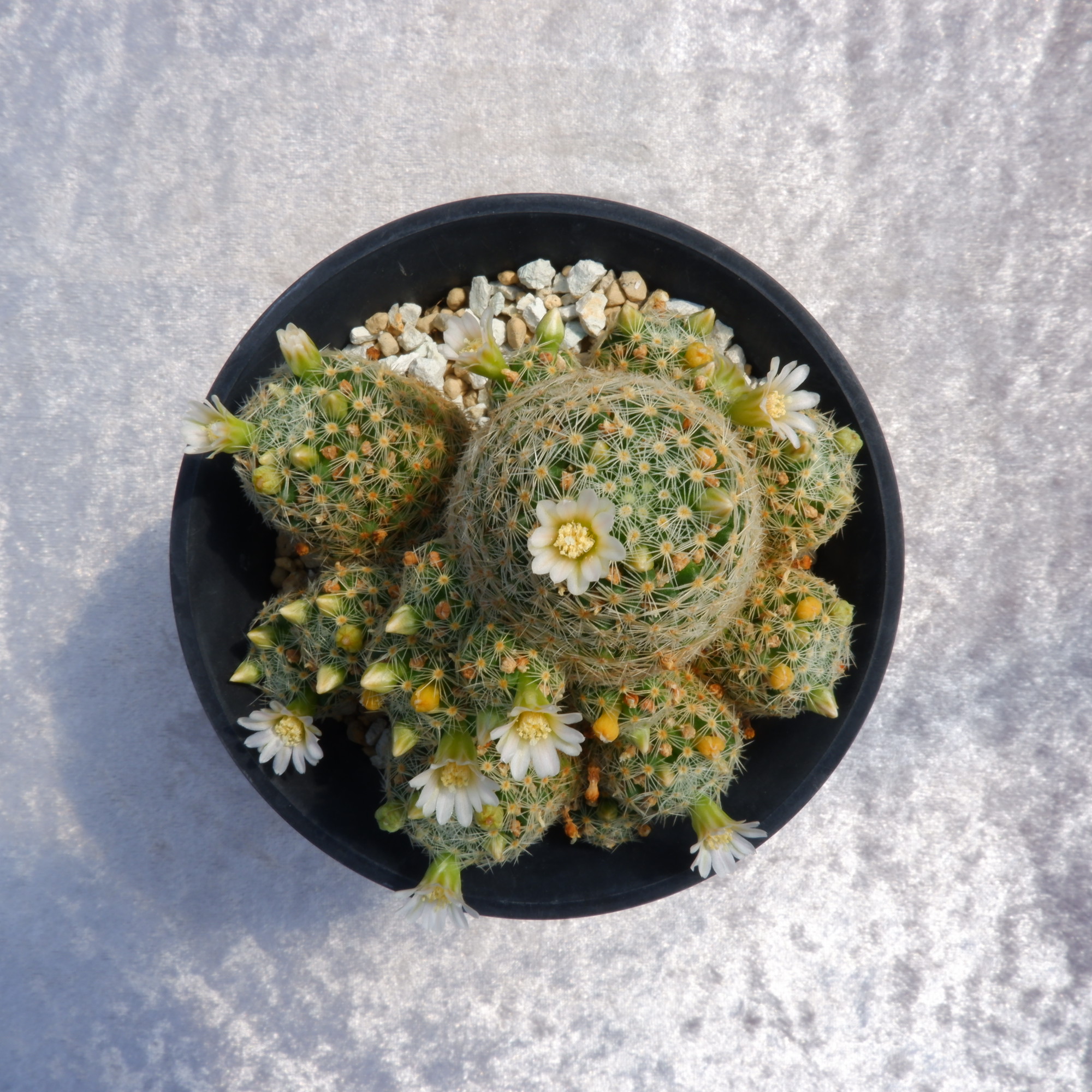 商品詳細 - 信州西沢サボテン園