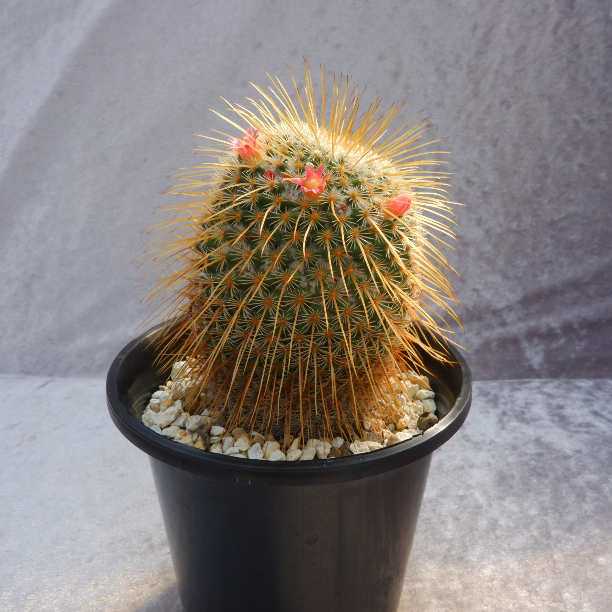 商品詳細 - 信州西沢サボテン園