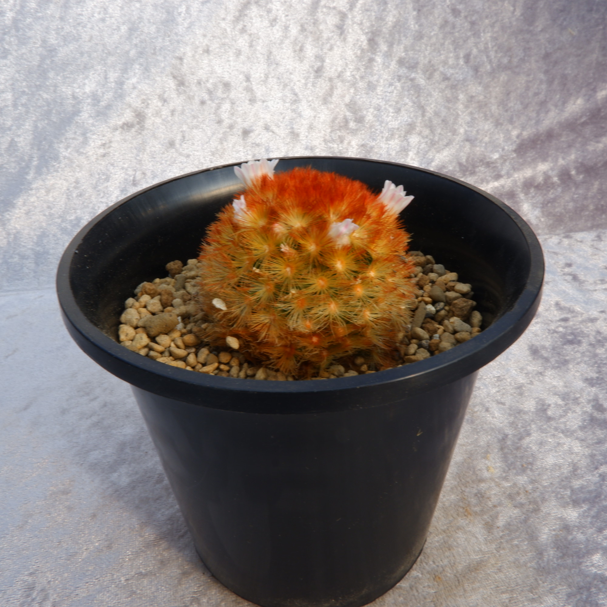 商品詳細 - 信州西沢サボテン園