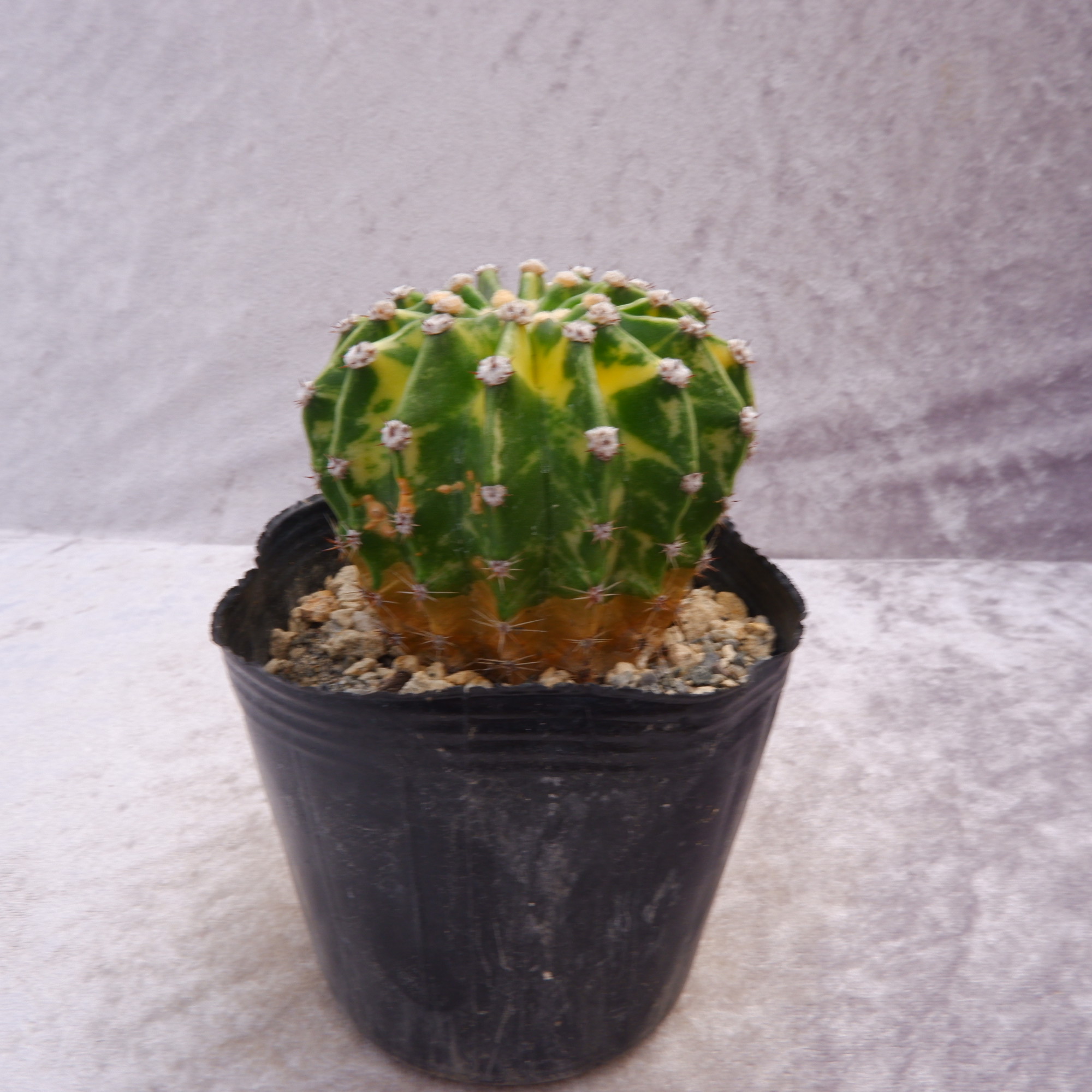 商品詳細 - 信州西沢サボテン園