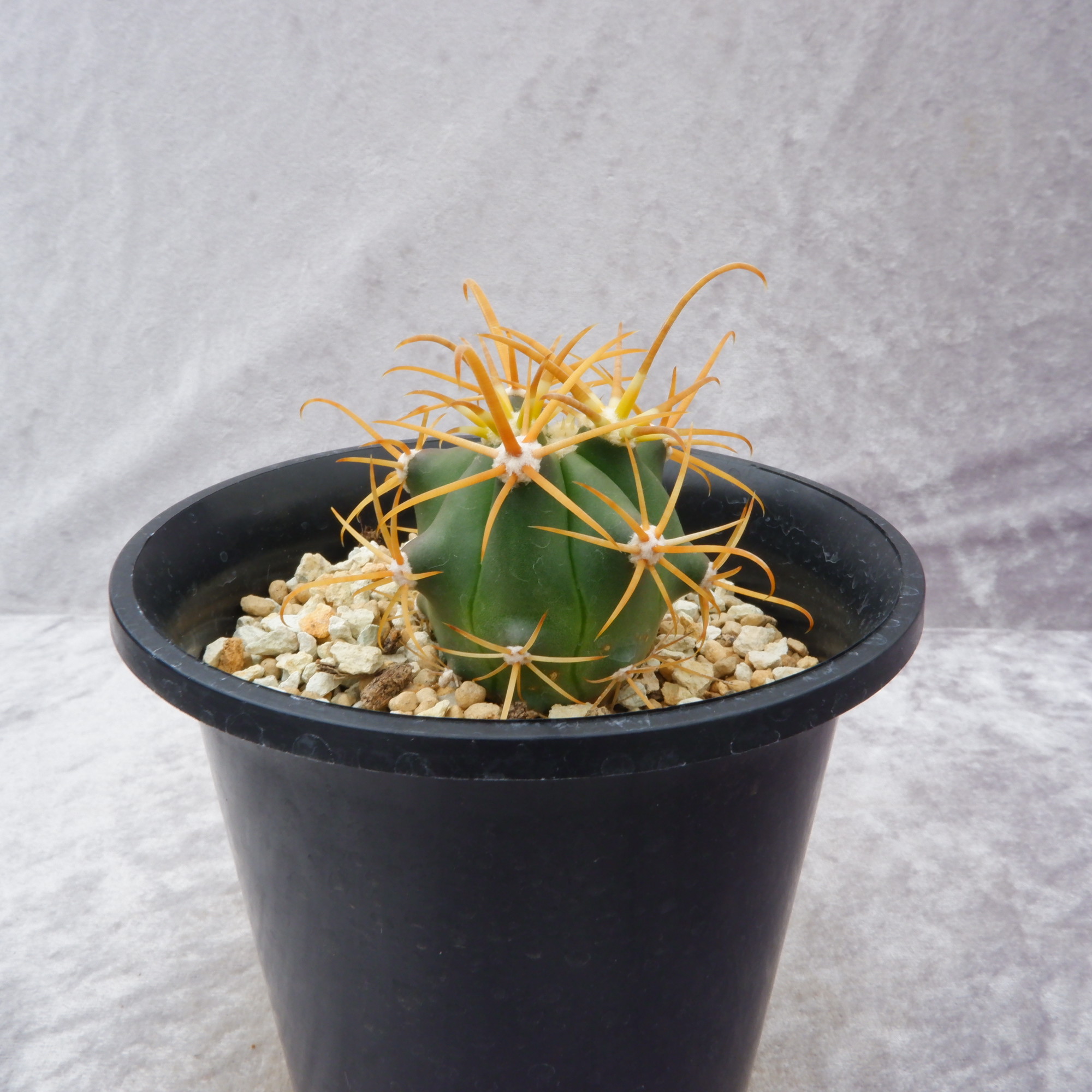 商品詳細 - 信州西沢サボテン園