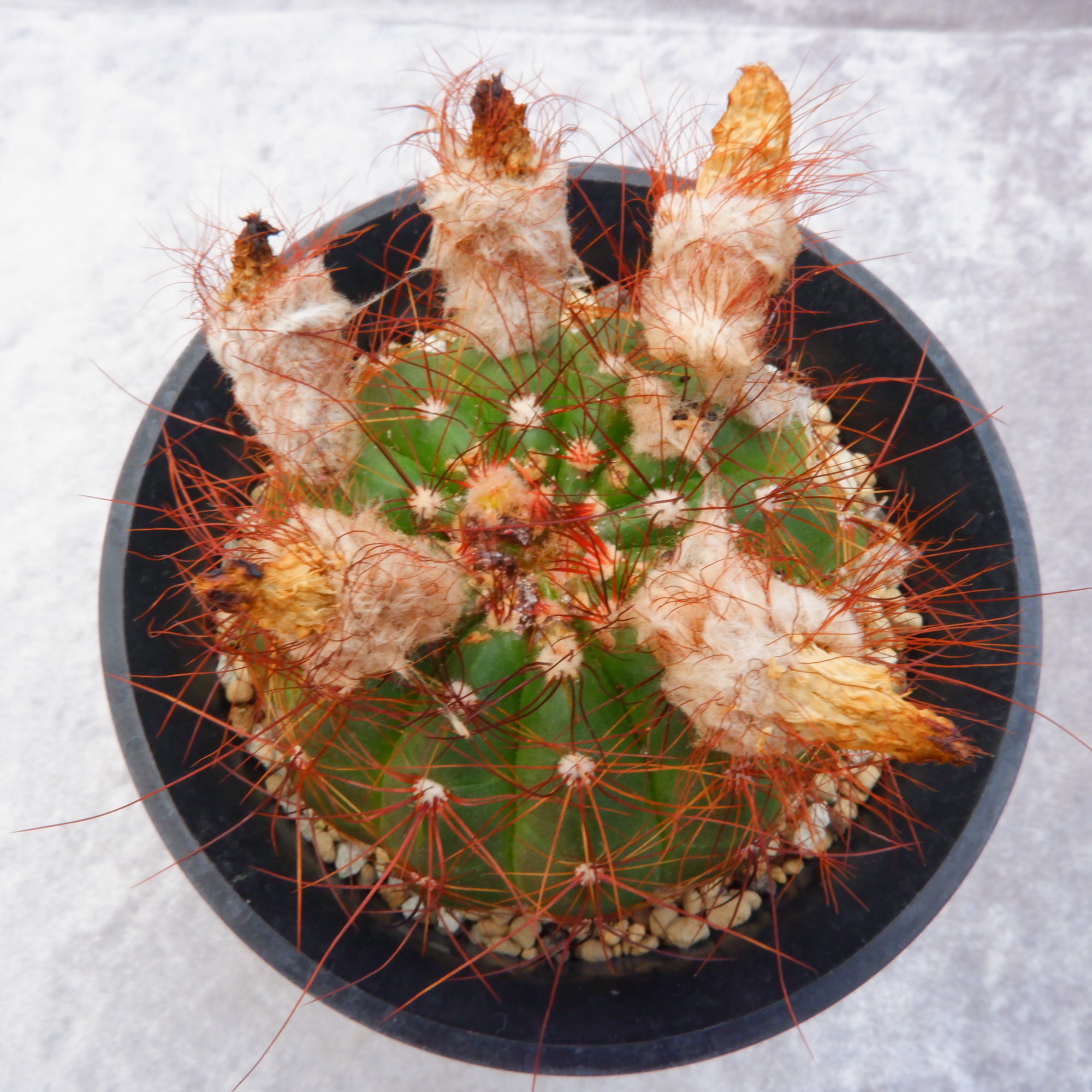 商品詳細 - 信州西沢サボテン園