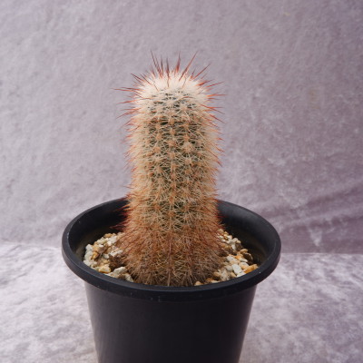 商品詳細 - 信州西沢サボテン園