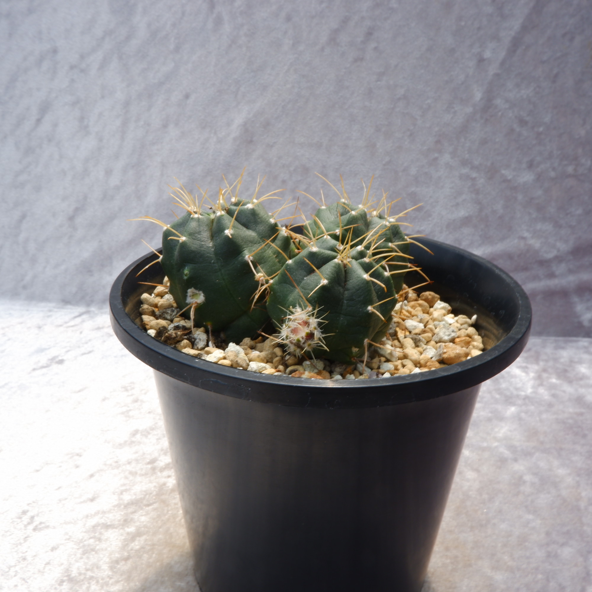 商品詳細 - 信州西沢サボテン園