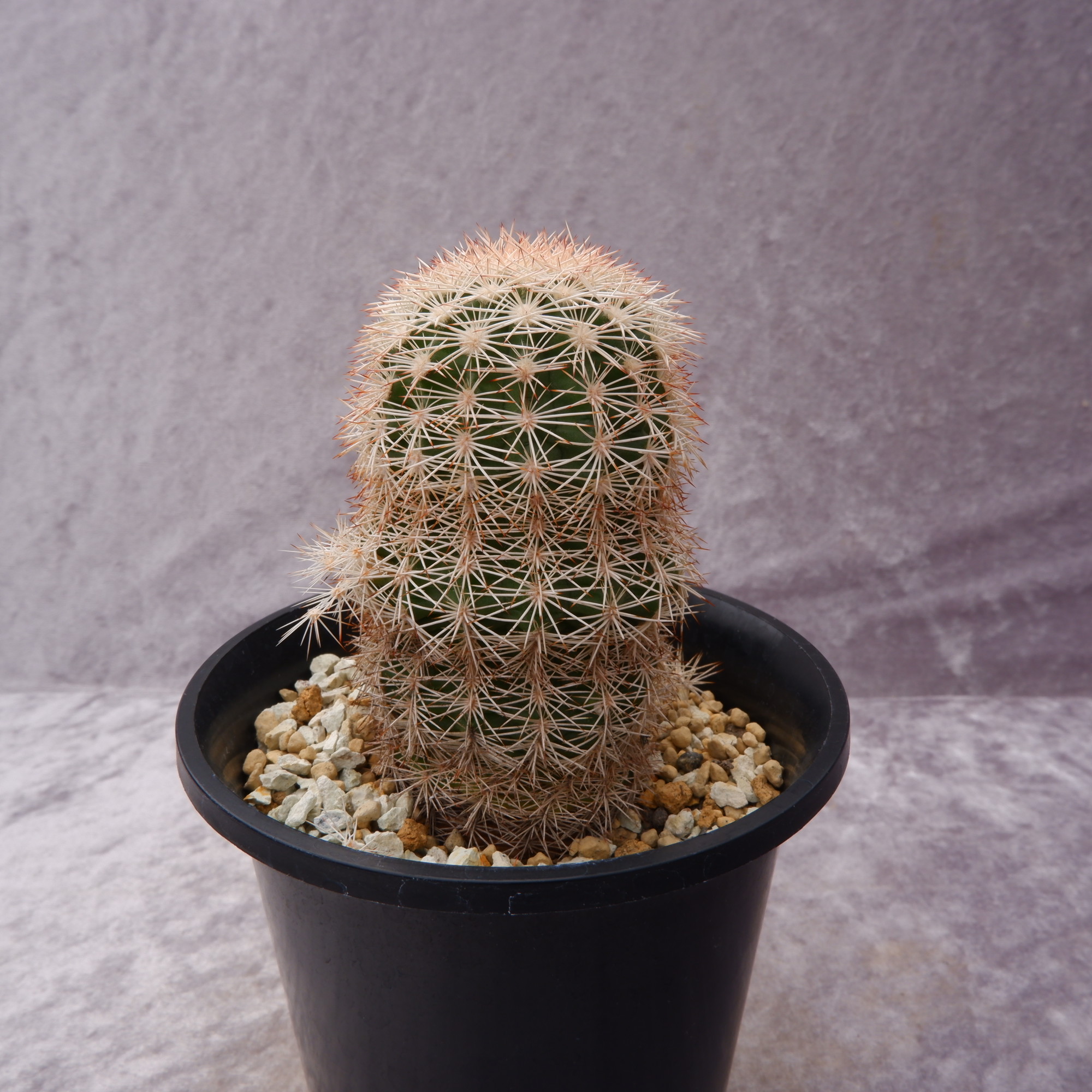 商品詳細 - 信州西沢サボテン園