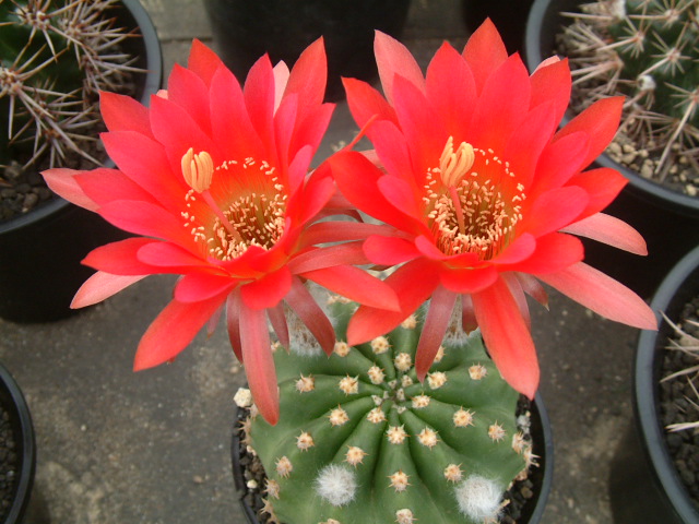 商品詳細 - 信州西沢サボテン園