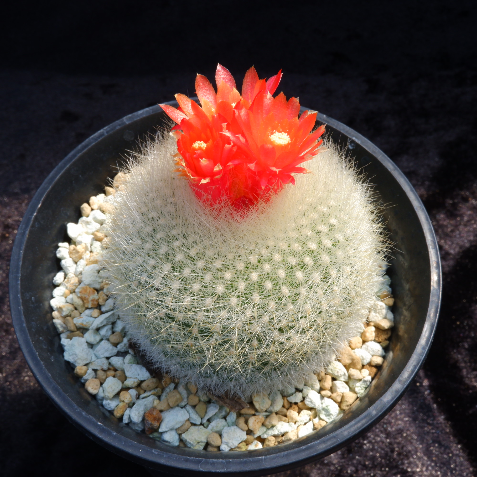 商品詳細 - 信州西沢サボテン園