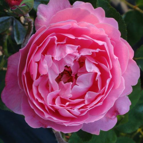 000000021111-01.jpg?size=l&w=