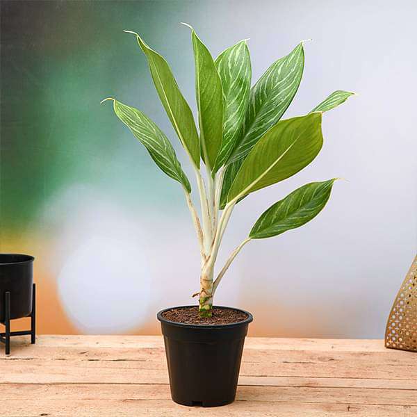 Buy Aglaonema Stripes - Plant online from Nurserylive at lowest price.