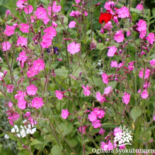 レッドキャンピオン(シレネ ディオイカ)｜おぎはら植物園