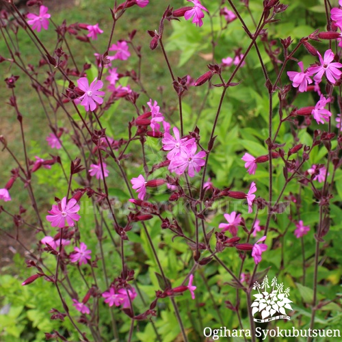 レッドキャンピオン(シレネ ディオイカ)｜おぎはら植物園