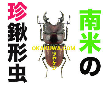 ダーウィンが来た！15周年と珍クワガタ。: 三足のわらじ