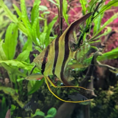 アルタムエンゼルフィッシュ | Ordinary-Aquarium