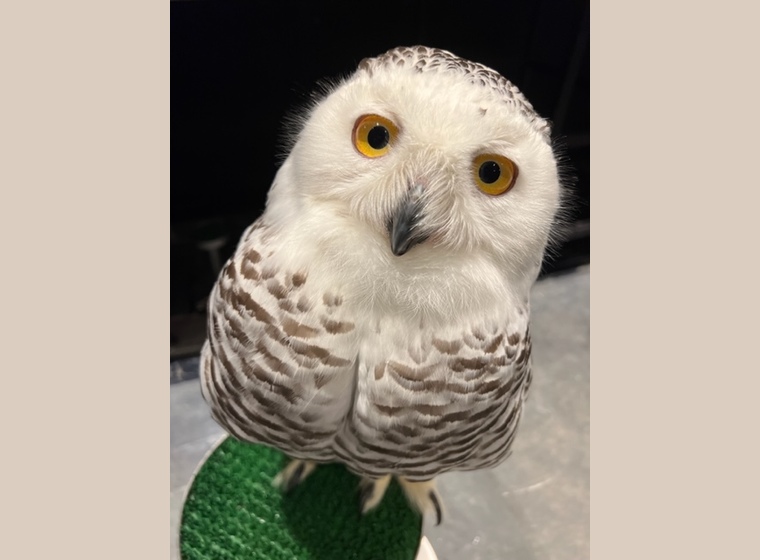 カラフトフクロウ 海外インプリント | ふくろう(猛禽類) | Rare ZOO