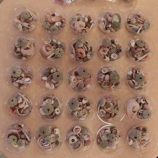 貝殻の標本とタカラガイのストラップ作り…ふしぎ発見科学教室｜府中