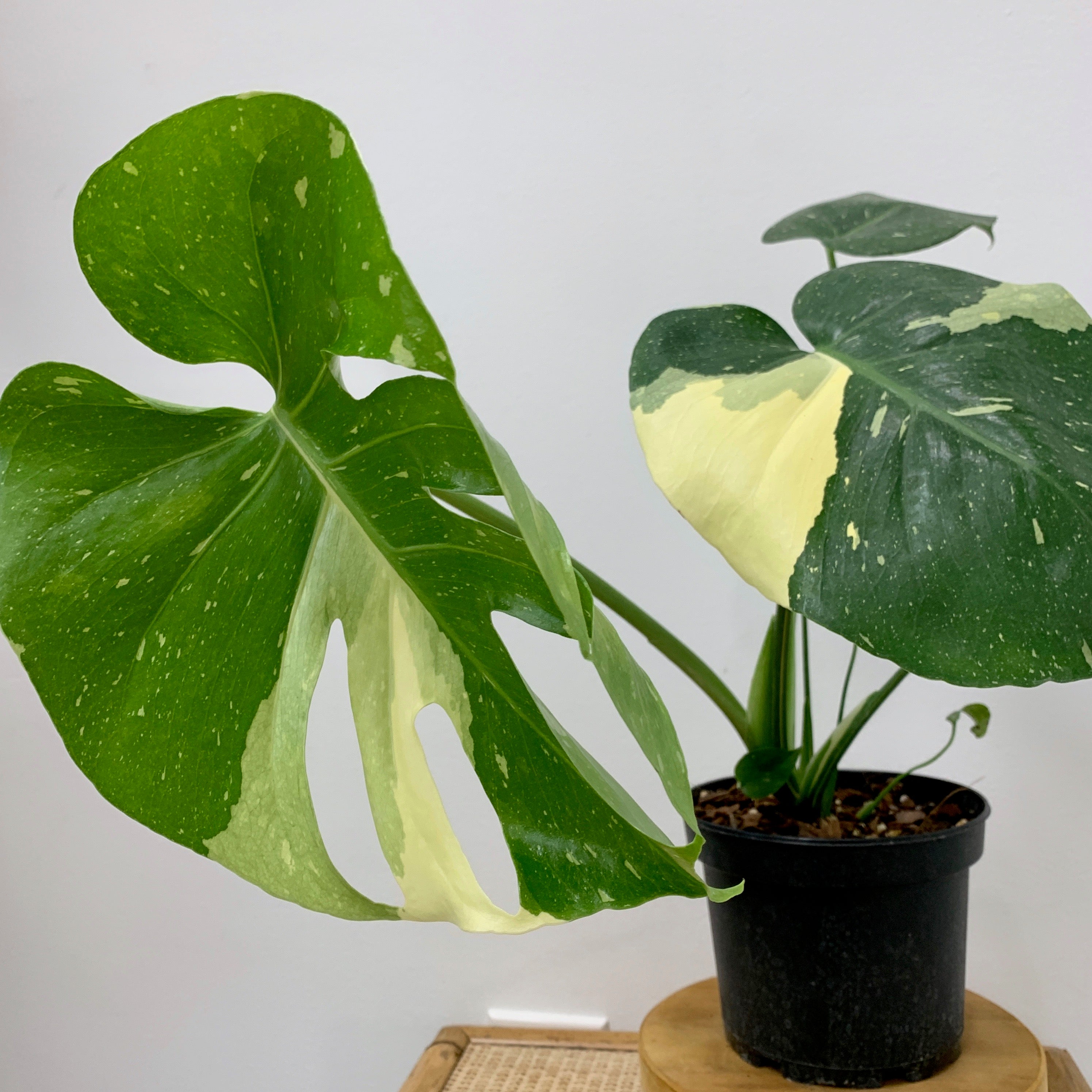 Monstera 'Thai Constellation' – Outside In