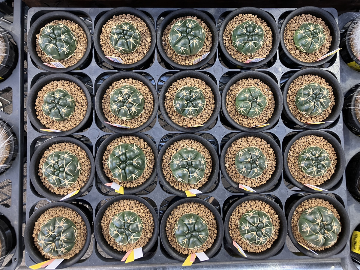 サボテン実生苗探訪 | オザキフラワーパーク | オザキフラワーパーク