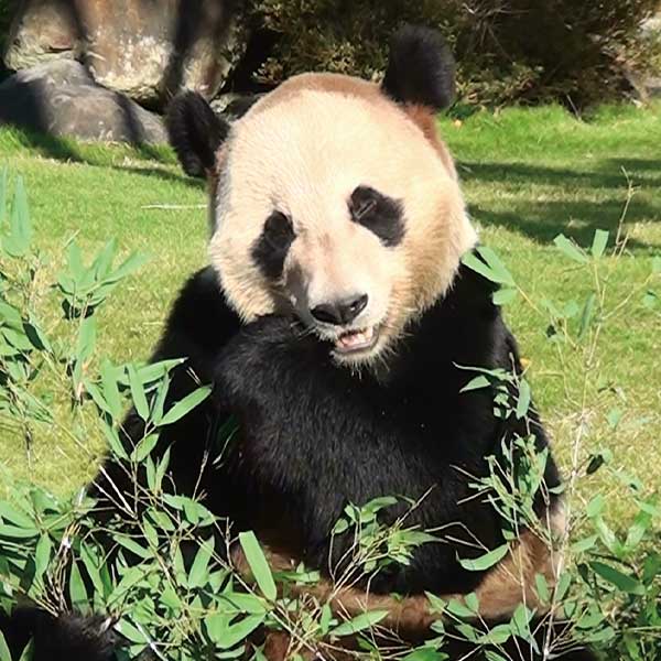 パンダ自身」公式サイト | 光文社のパンダ専門誌 | panda.jisin.jp