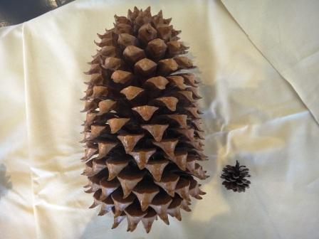 開催中の『木の実・草の実・サザンカ展』から展示の目玉を紹介します