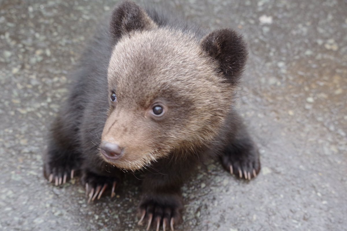 ぬいぐるみのようなヒグマの赤ちゃん でも立派な爪には早くも風格が