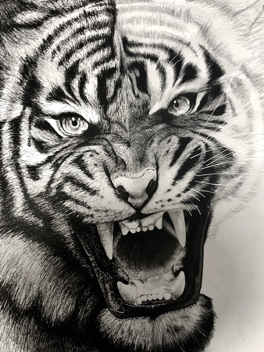 A2サイズの虎🐯ペンドローイング&鉛筆のミクストメディア✍️向かって