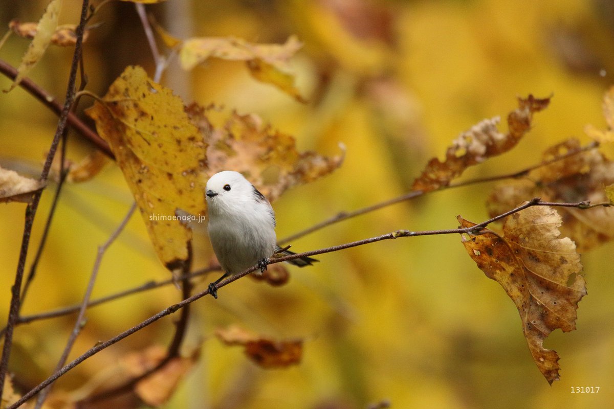秋＋シマエナガ＝アキエナガ