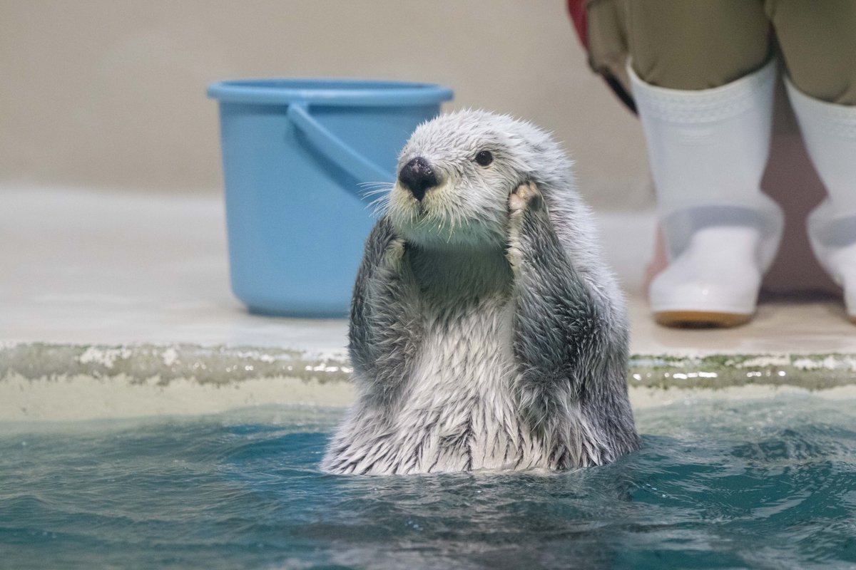 あざとすぎる・・・（だが可愛い #鳥羽水族館 #ラッコ #カワウソ
