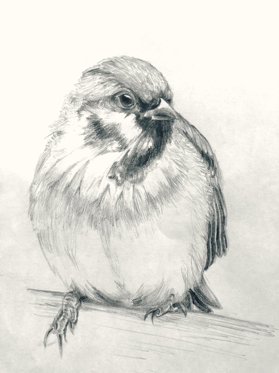 前出会ったスズメかいた✏️ 実は画材で鉛筆が一番好き(*´ｰ｀) 絵が