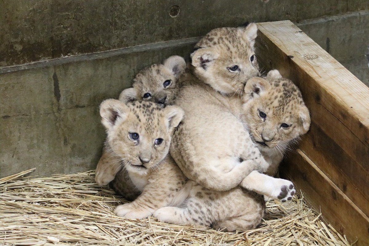 4つ子ライオン成長記録②】赤ちゃんライオンの特徴をご紹介します。①