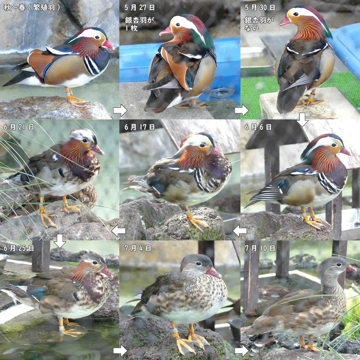 オシドリ のオスは、シックな装いになりました。 #換羽 #繁殖羽から非