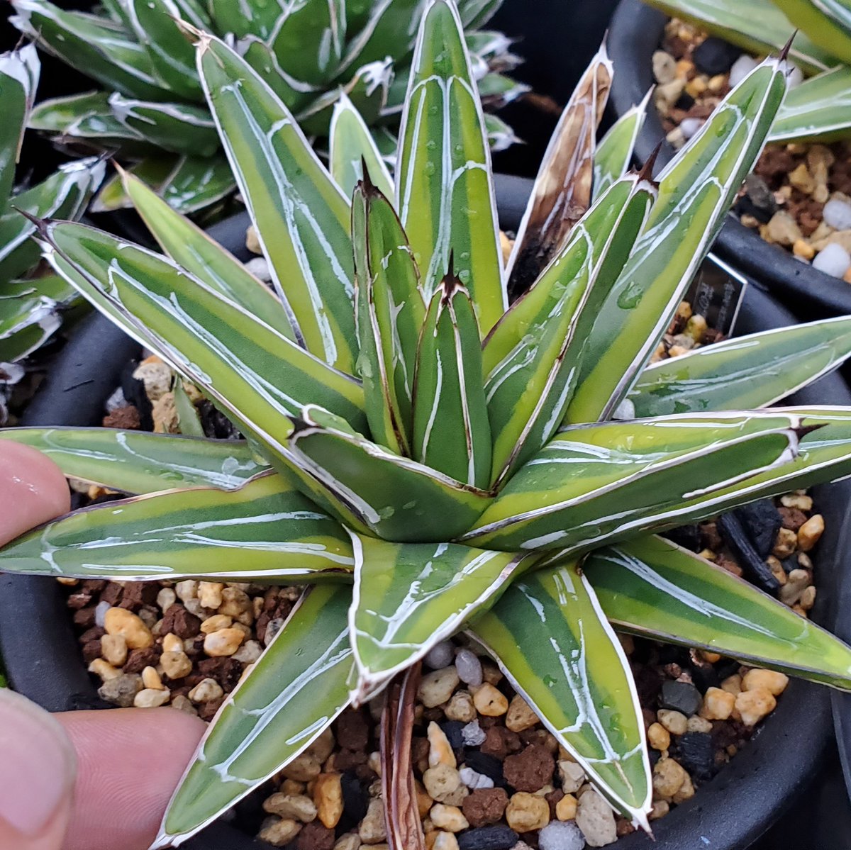 アガベ '輝山'と普通の黄覆輪の違いが分からんって人が意外いるので1枚