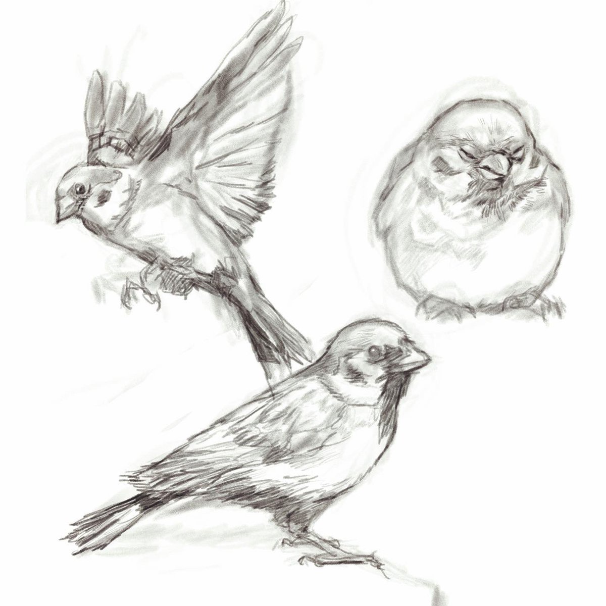 本日のスケッチはスズメです🐦 . . #procreate #イラストレーター