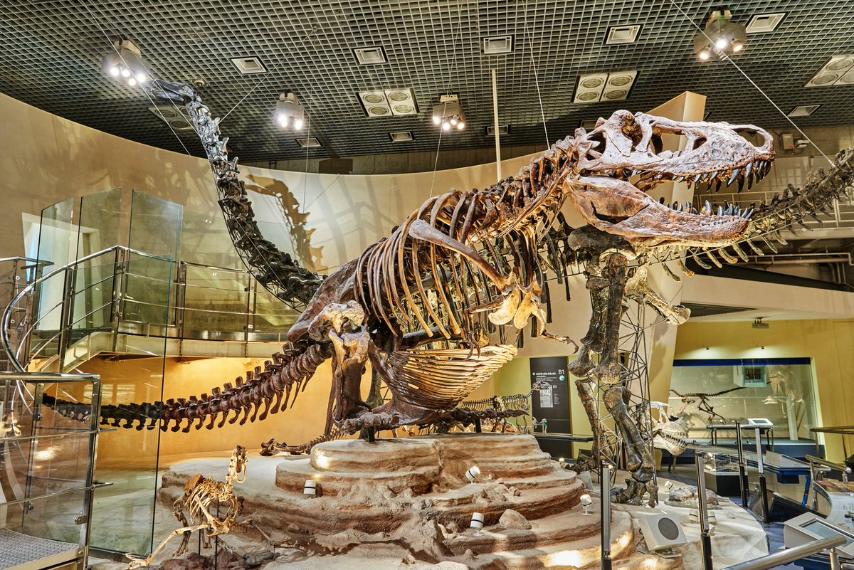 常設展示紹介：ティラノサウルス💡】 中生代の最後に北アメリカに生息