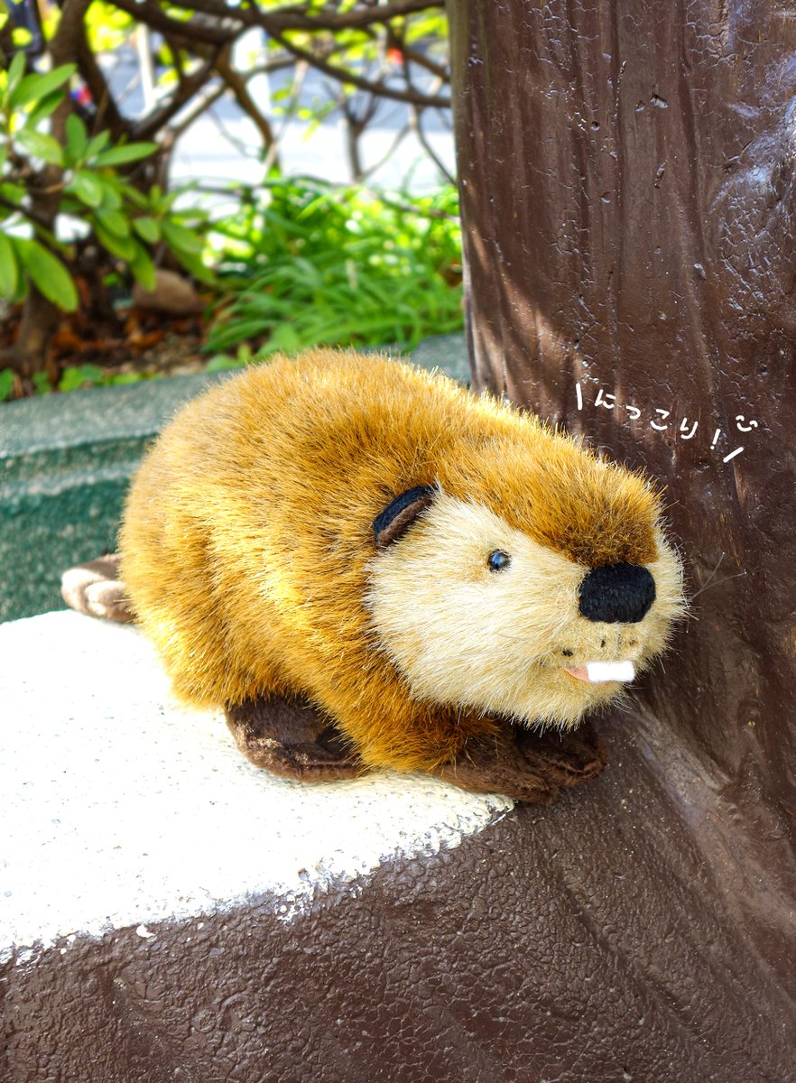 続々とSUPER BEAVER様とのコラボ『スーパービーバーちゃん』が皆様のお