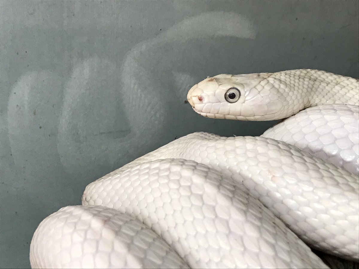 当センターにはアオダイショウのアルビノ、いわゆるシロヘビはいません