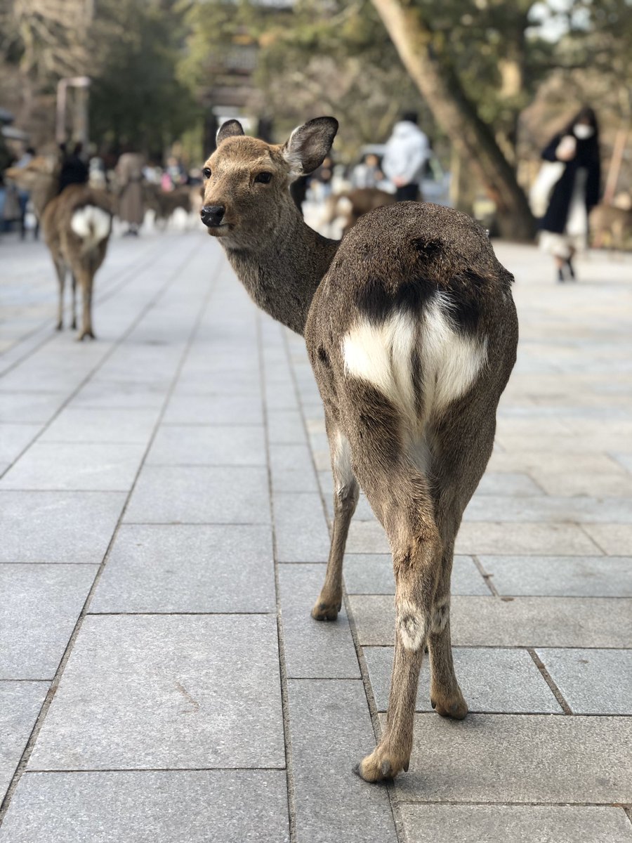鹿さん、毛の生え変わり時期で毛並み汚かったけど、みんな可愛かった