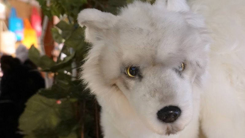 NEW ✨発売中～ホッキョクオオカミぬいぐるみOriginal。サイズは