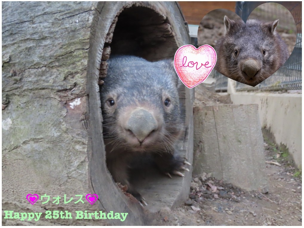 ウォレス💕 25歳うぉめでとう🎂✨ うぉ誕生日会を開きました