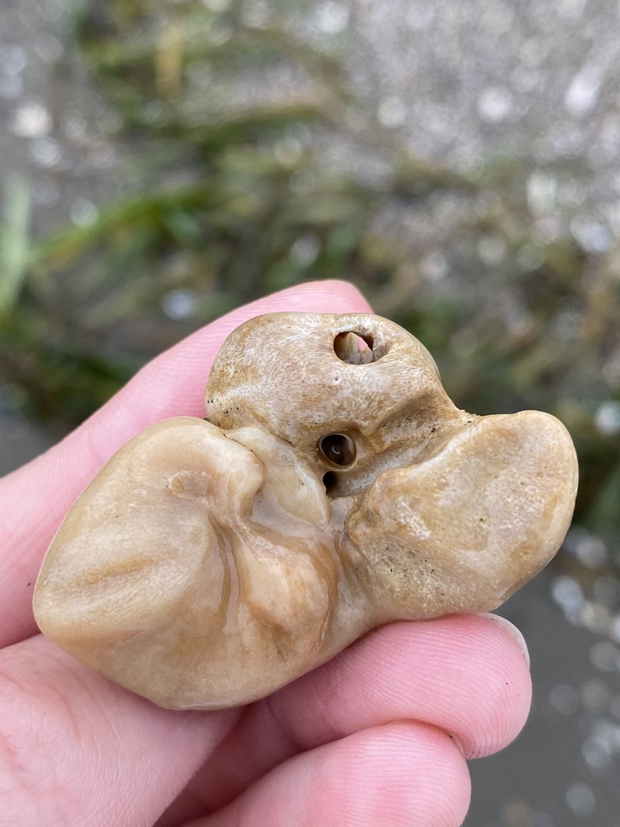 千葉海浜で飼育虫の餌取り中。先ほどたまたま拾ったイルカの耳骨？と